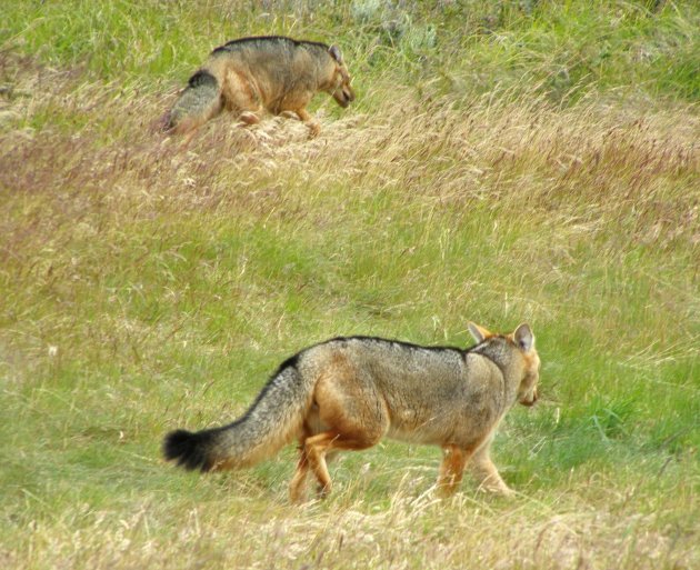 vossen op jacht