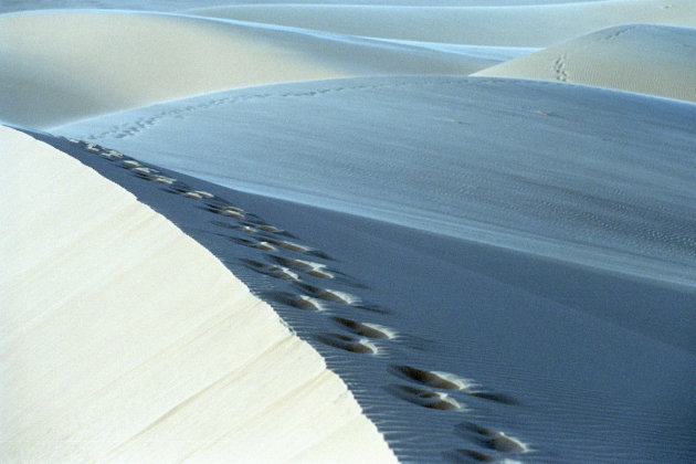 Zandduinen