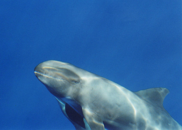 Hawaii Melonheaded Whale 