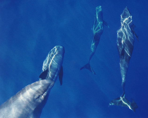 Hawaii Melonheaded Whale