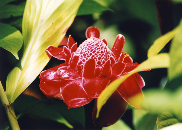 Red Torch Ginger Flower Hawaii