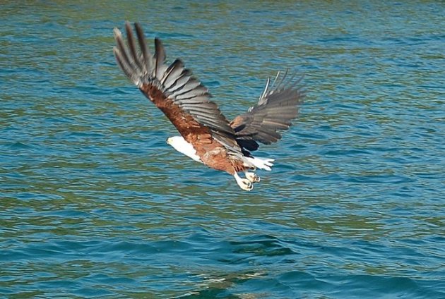 Flying Fish Eagle 
