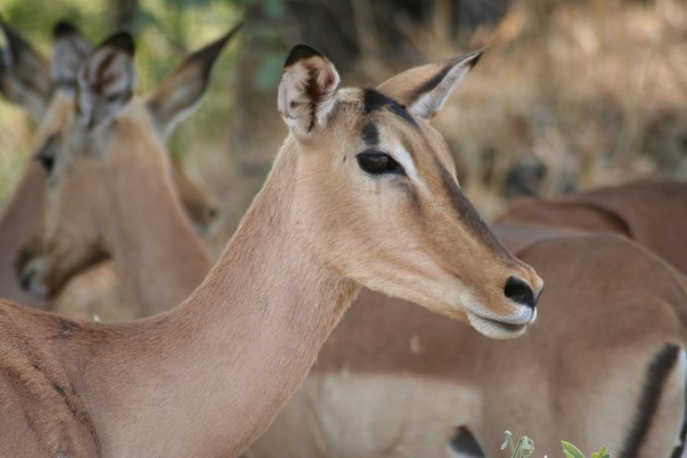 Schattige impala