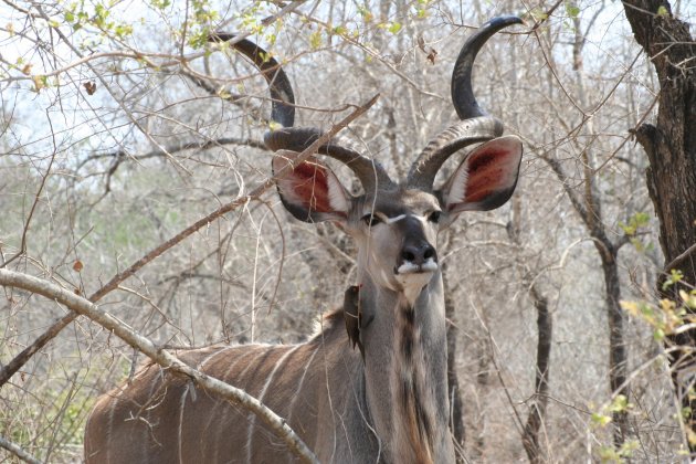 Mijn lievelingsdier: de kudu!