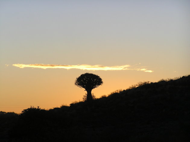 Kokerboom bij zonsondergang