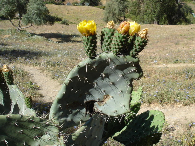 Cactus