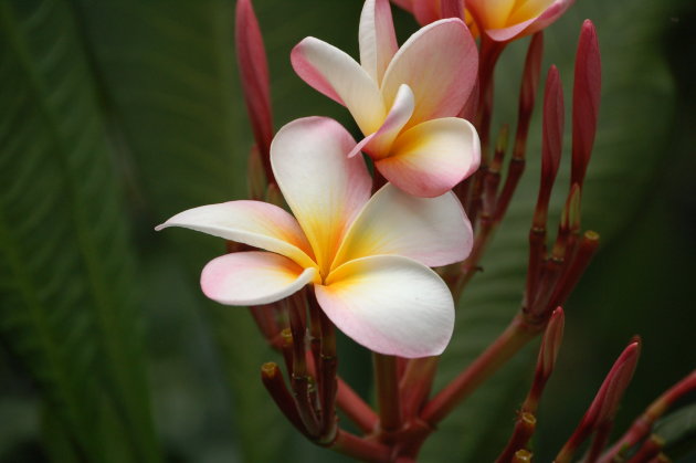 plumeria