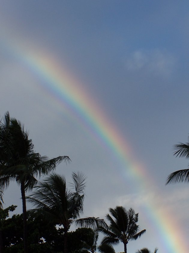 rainbow in paradise