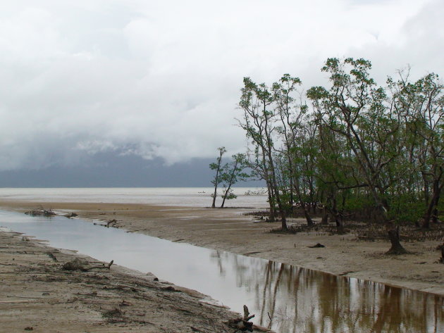 Mangrove bij laagwater