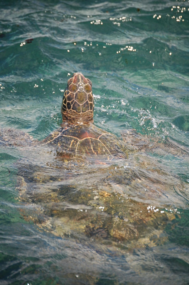 Hawaiian Seaturtle