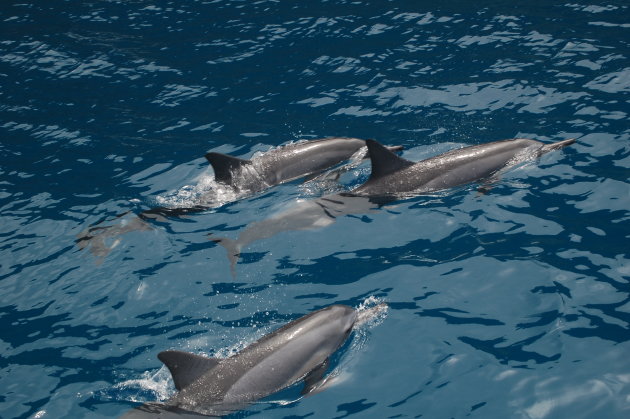 Spinner Dolphins