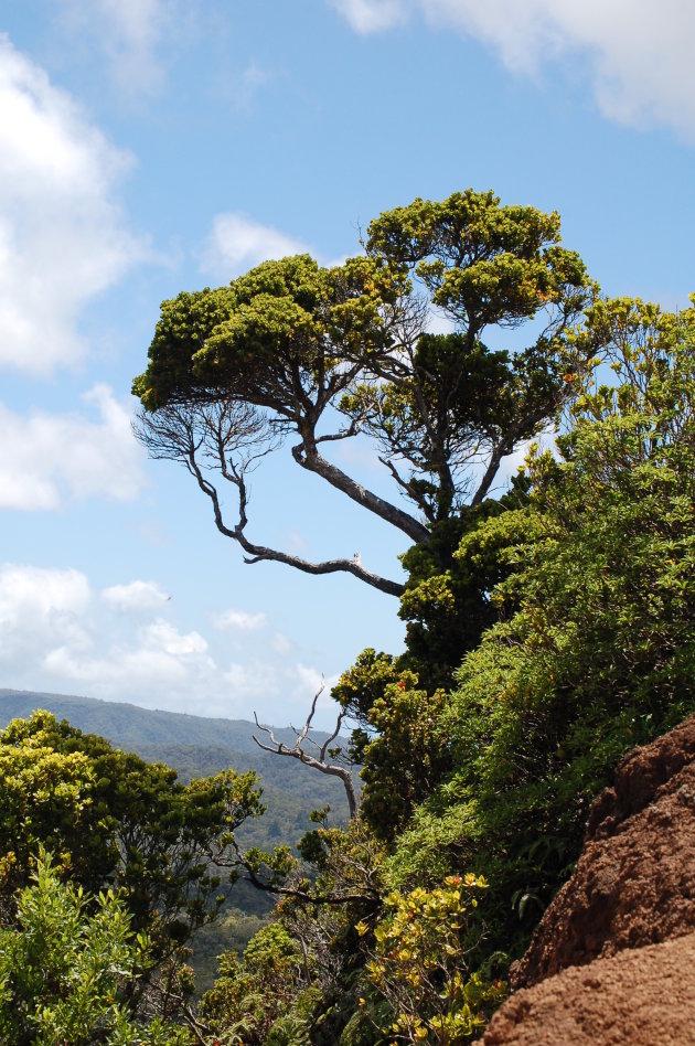 Ohi'a Tree