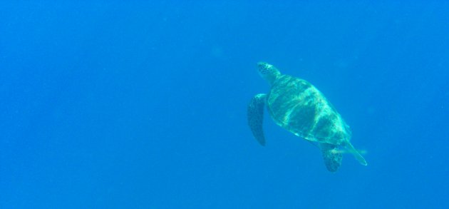 Schildpadden spotten bij Balicasag island