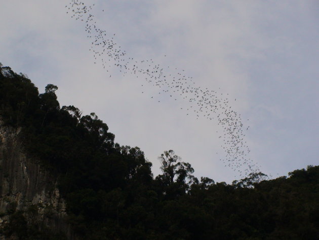 Bats