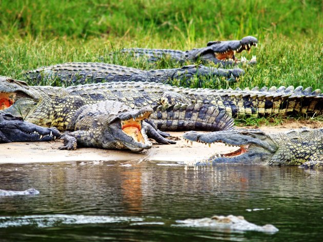 groep krokodillen