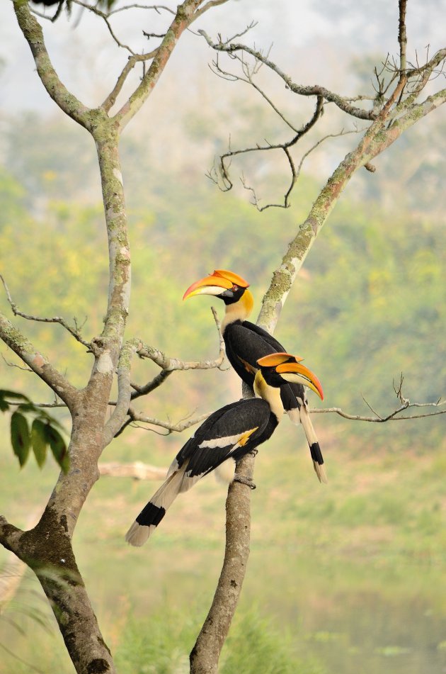 Neushoornvogels tijdens safari in Kaziranga