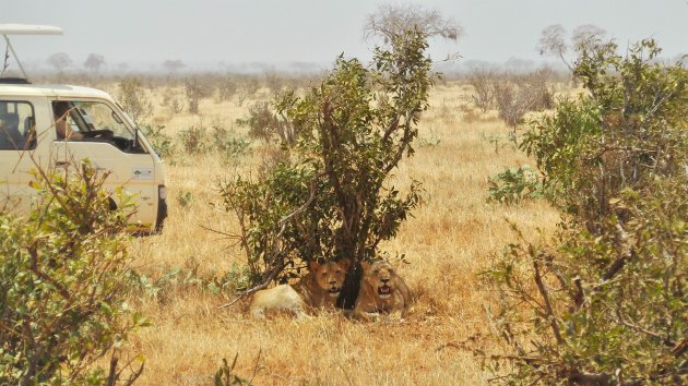 Tsavo East National Park in februari