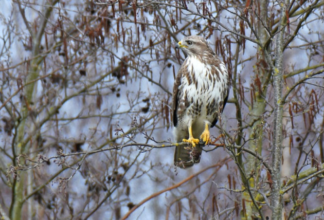 De buizerd