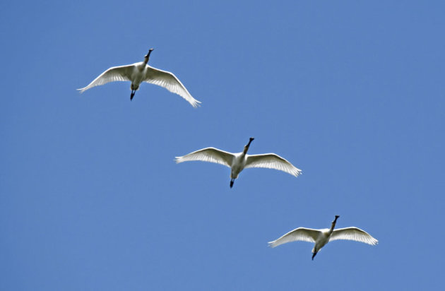 3 lepelaars in de lucht bij Texel