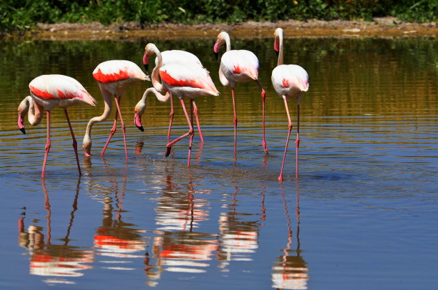 Laguna de Fuente de Piedra