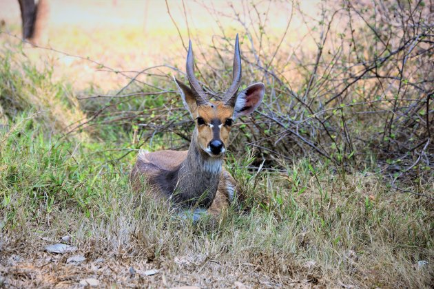 Mountain Reedbuck