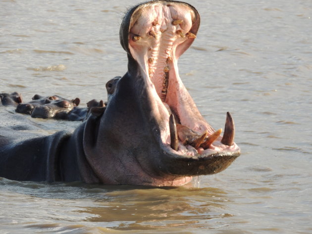 Oog in oog met het dodelijkste dier van Afrika!