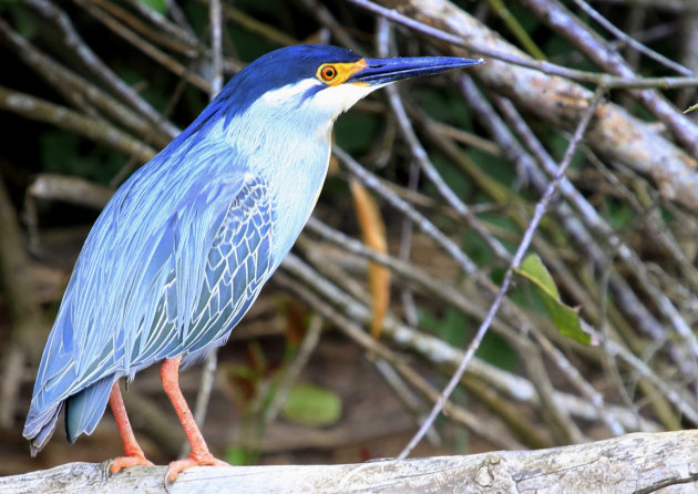 Mangrove reiger