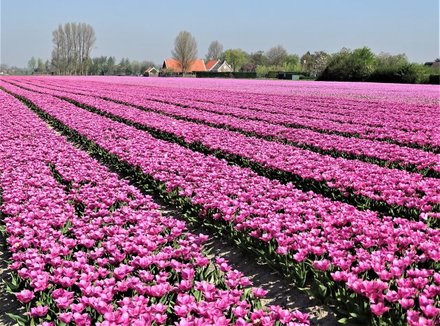 Tulpenvelden in Zeeland.