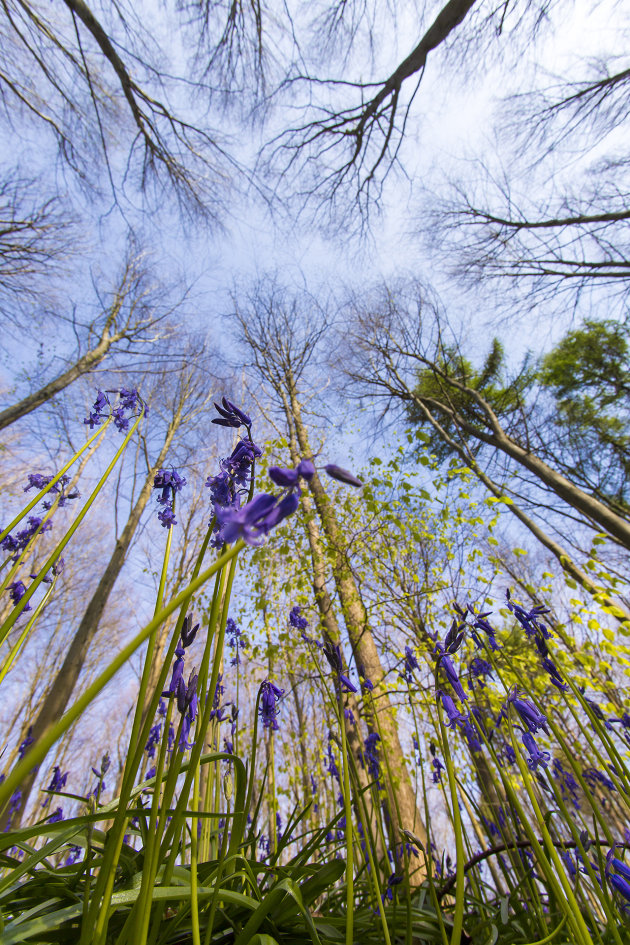 Hallerbos