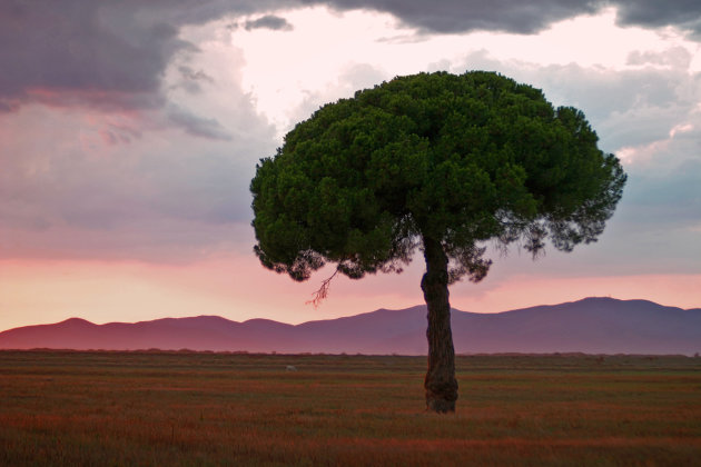 Maremma