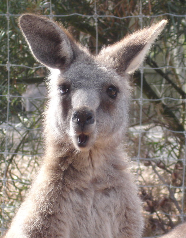 Hi Kangaroo