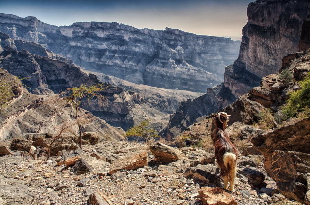 Samen met de geiten op de Balcony Walk bij Jebel Shams