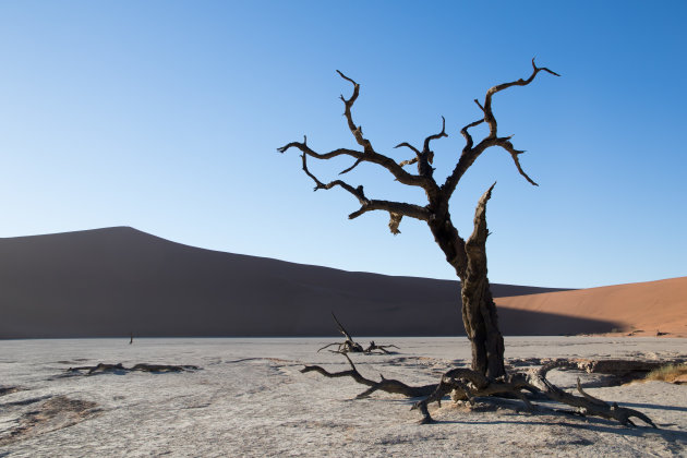 De bomen van Deadvlei