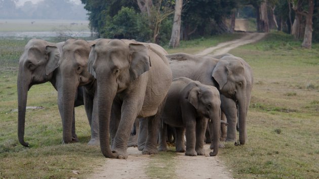 Olifanten roadblock in Kaziranga N.P.