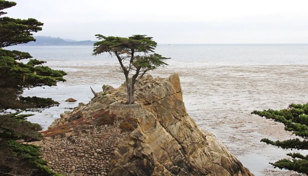 Lone Cypress