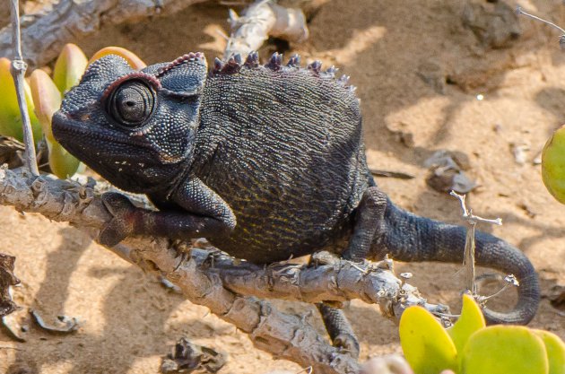 Namaqua kameleon