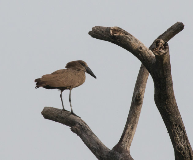 Hamerkop vogel