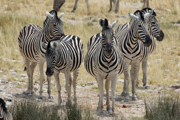 Etosha National Park