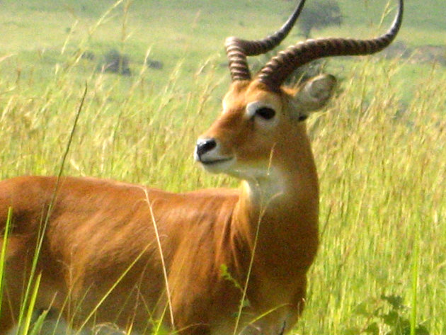 Impala in Murchison Falls