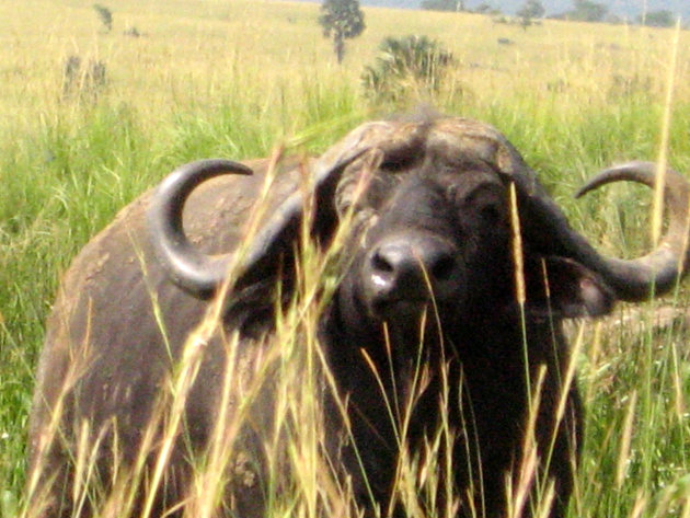 Afrikaanse buffel in Murchison Falls