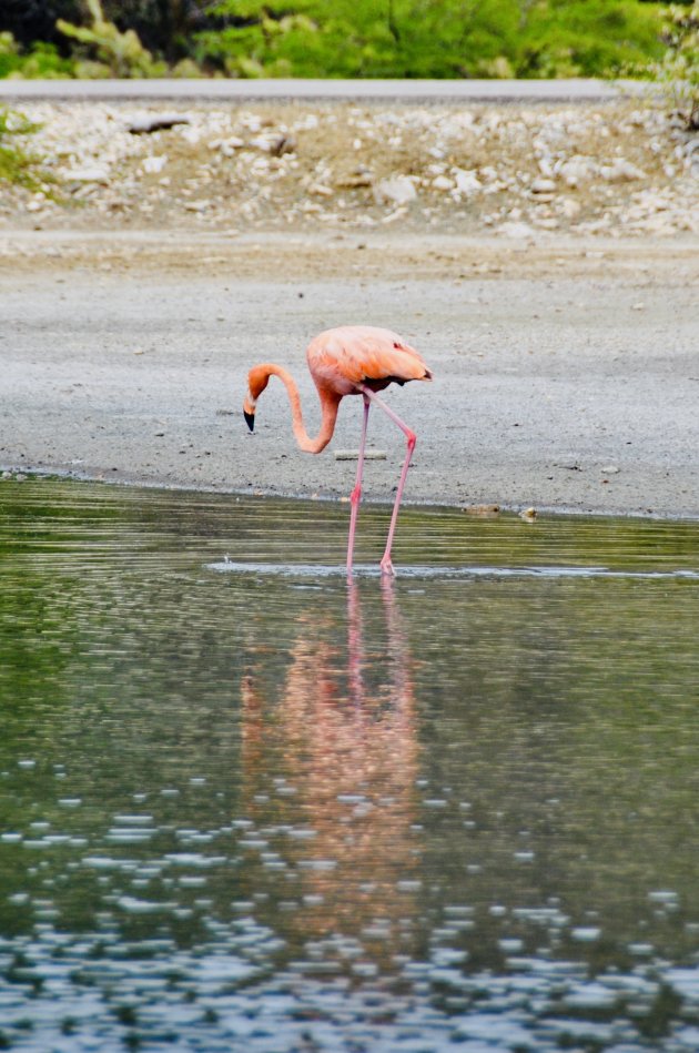 De roze bewoners van Bonaire