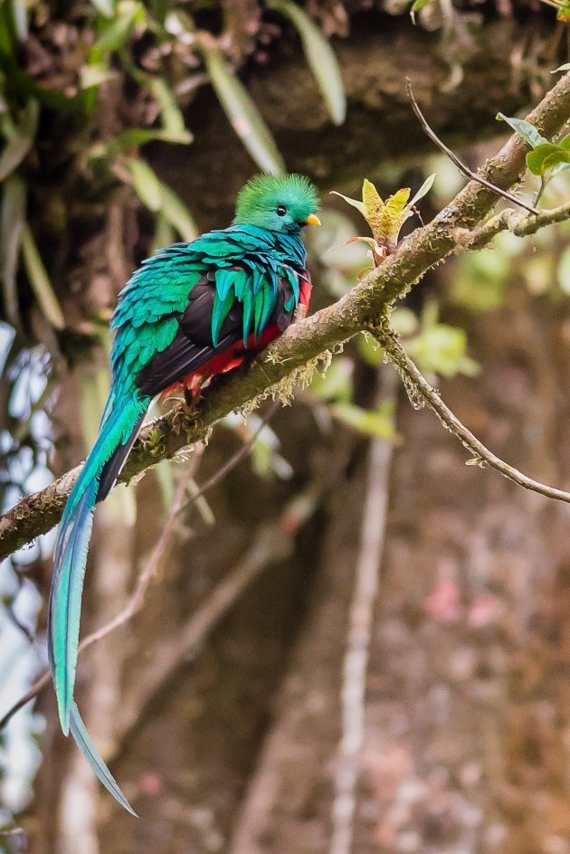 Quetzal