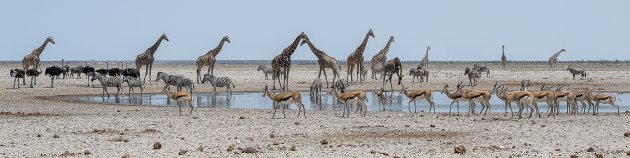 Druk aan de waterhole