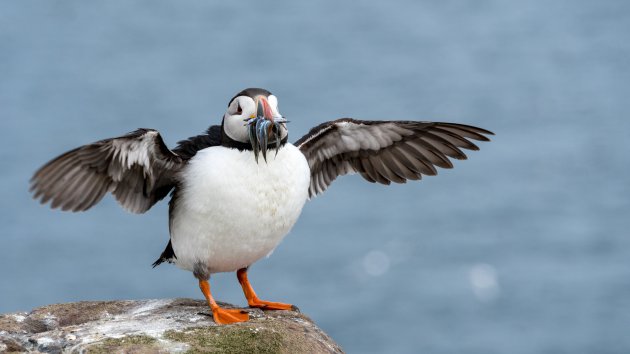 Voer voor puffins