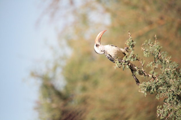 Zazu opzoeken in Senegal