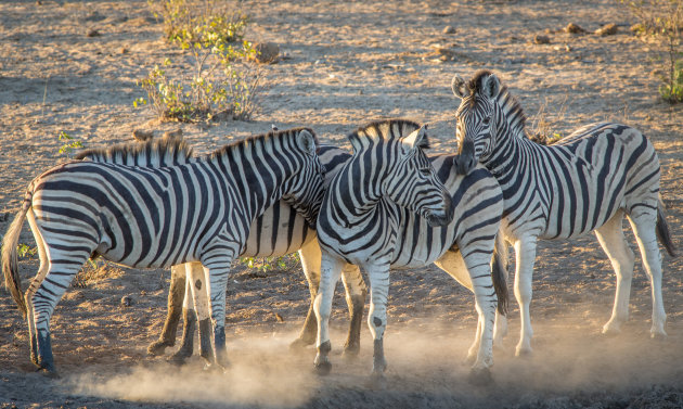 Etosha park Namibie