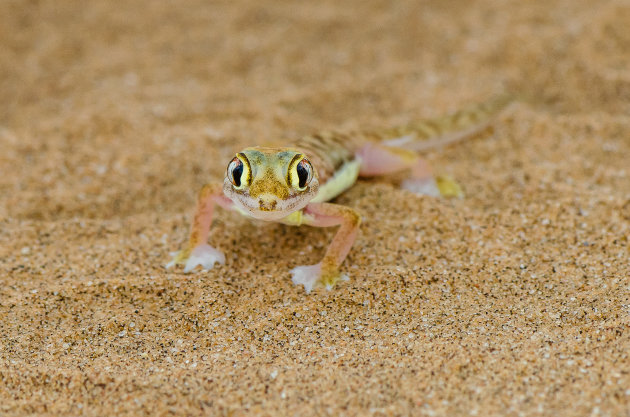 Namib Dune Gecko