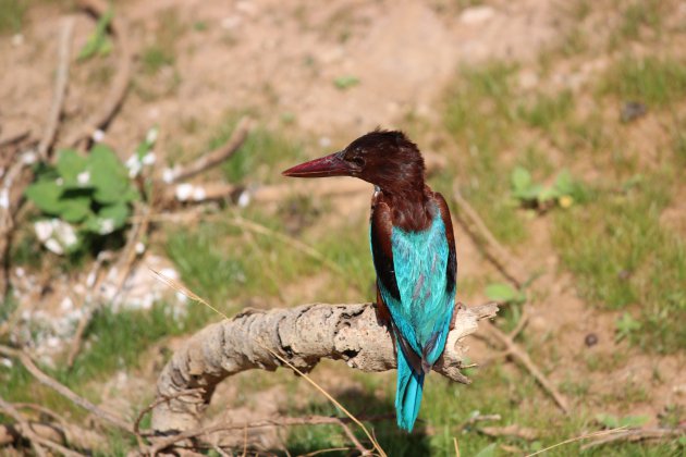 Op safari in Sri Lanka