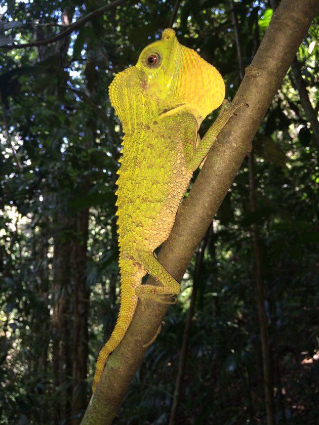 Rainforest Sri Lanka