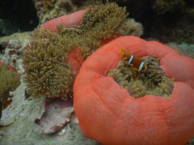 Koraaltuinen; snorkelparadijsjes